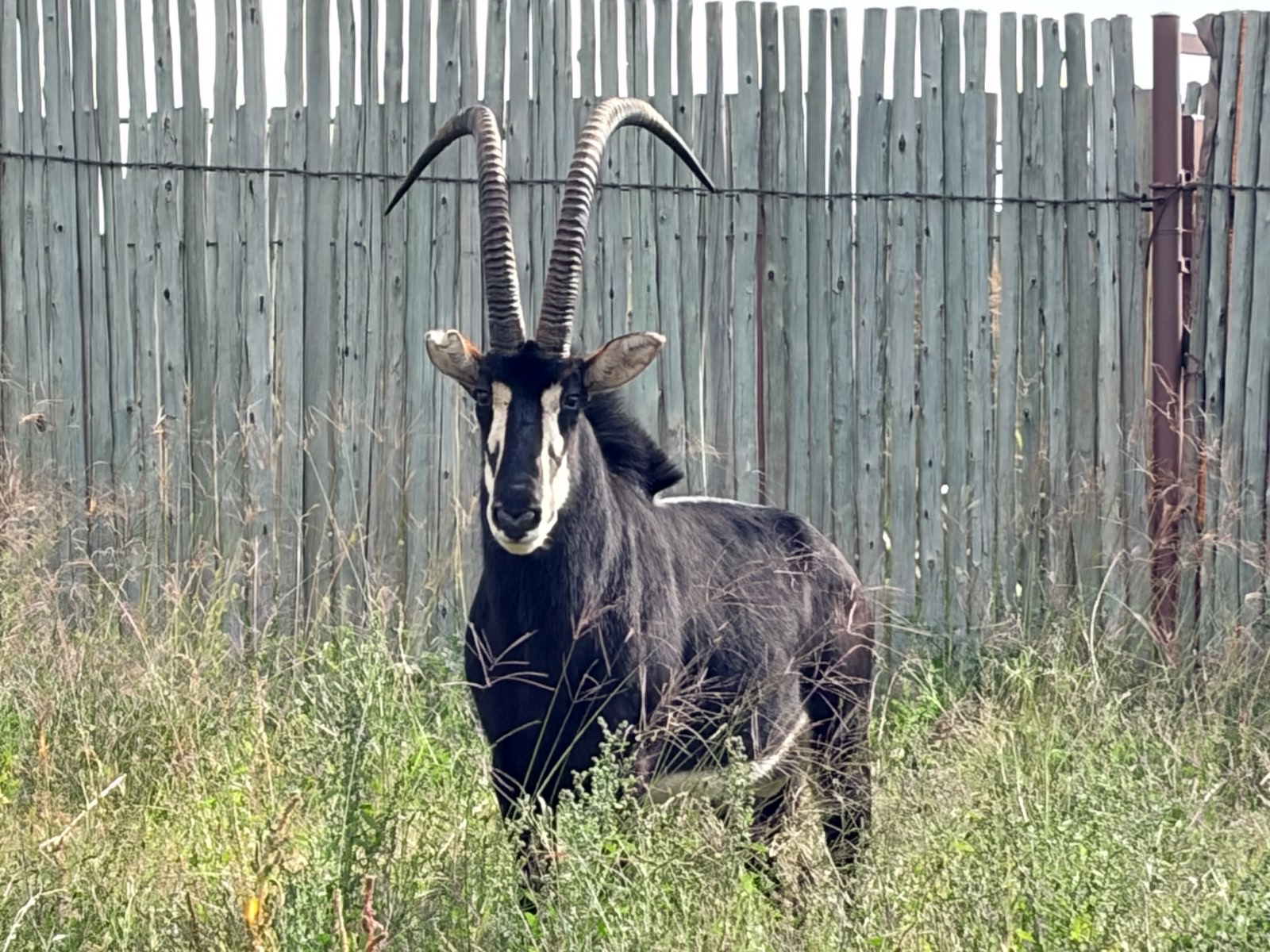 46 5/8" Sable bull